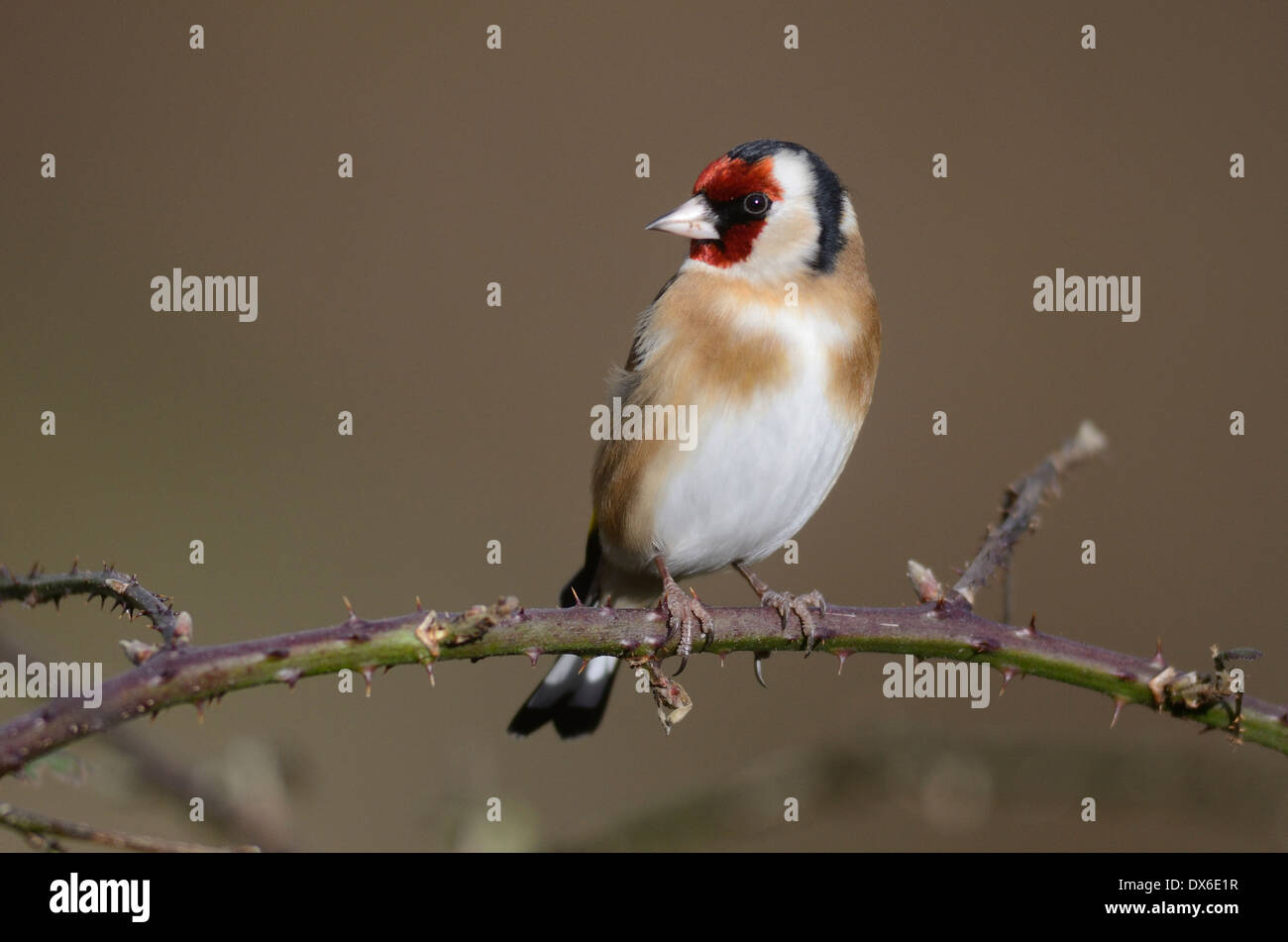 Cardellino Foto Stock