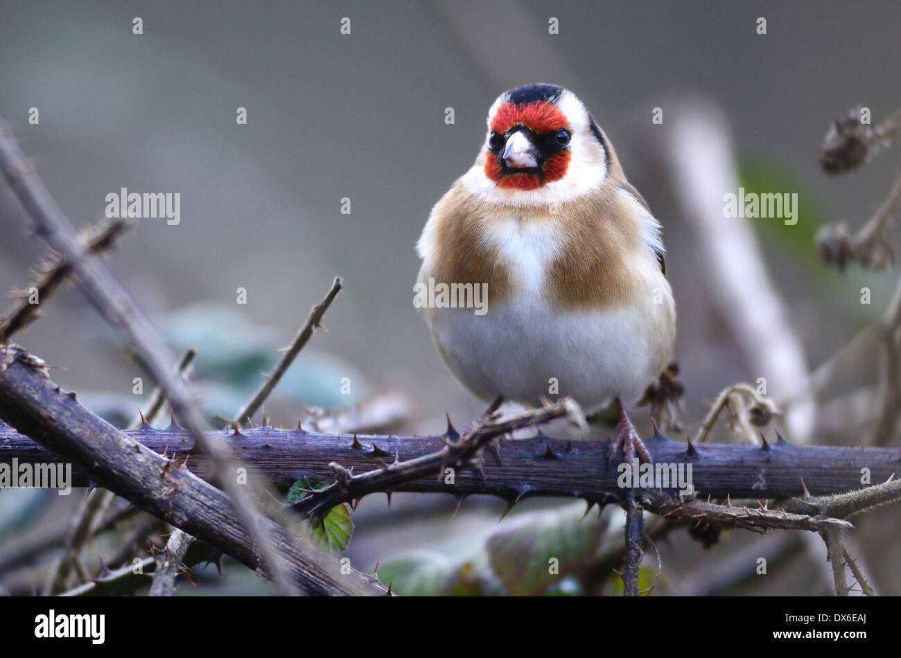 Un cardellino su un rovo REGNO UNITO Foto Stock