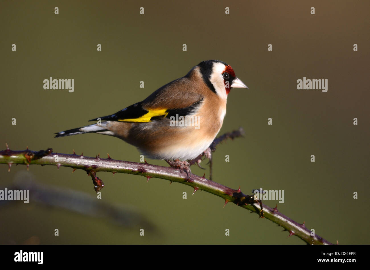 Un cardellino su un ramoscello REGNO UNITO Foto Stock