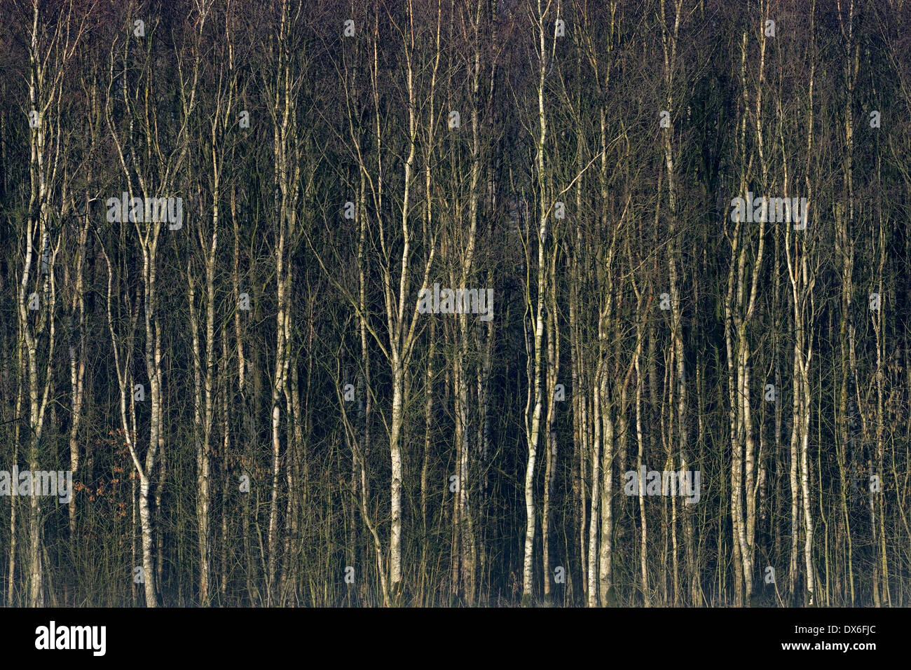 Vista su una foresta con berches. Foto Stock