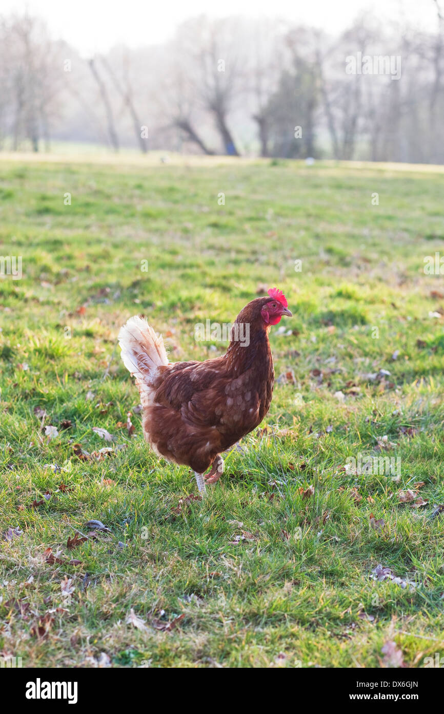 La gallina ruspante free roaming nella campagna inglese, bosco a distanza Foto Stock