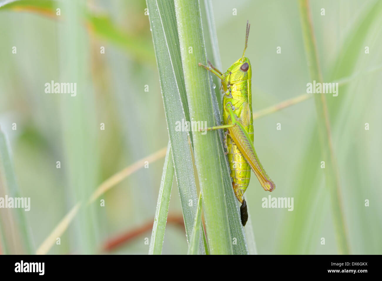 Piccolo grasshoppper oro in close-up. Foto Stock