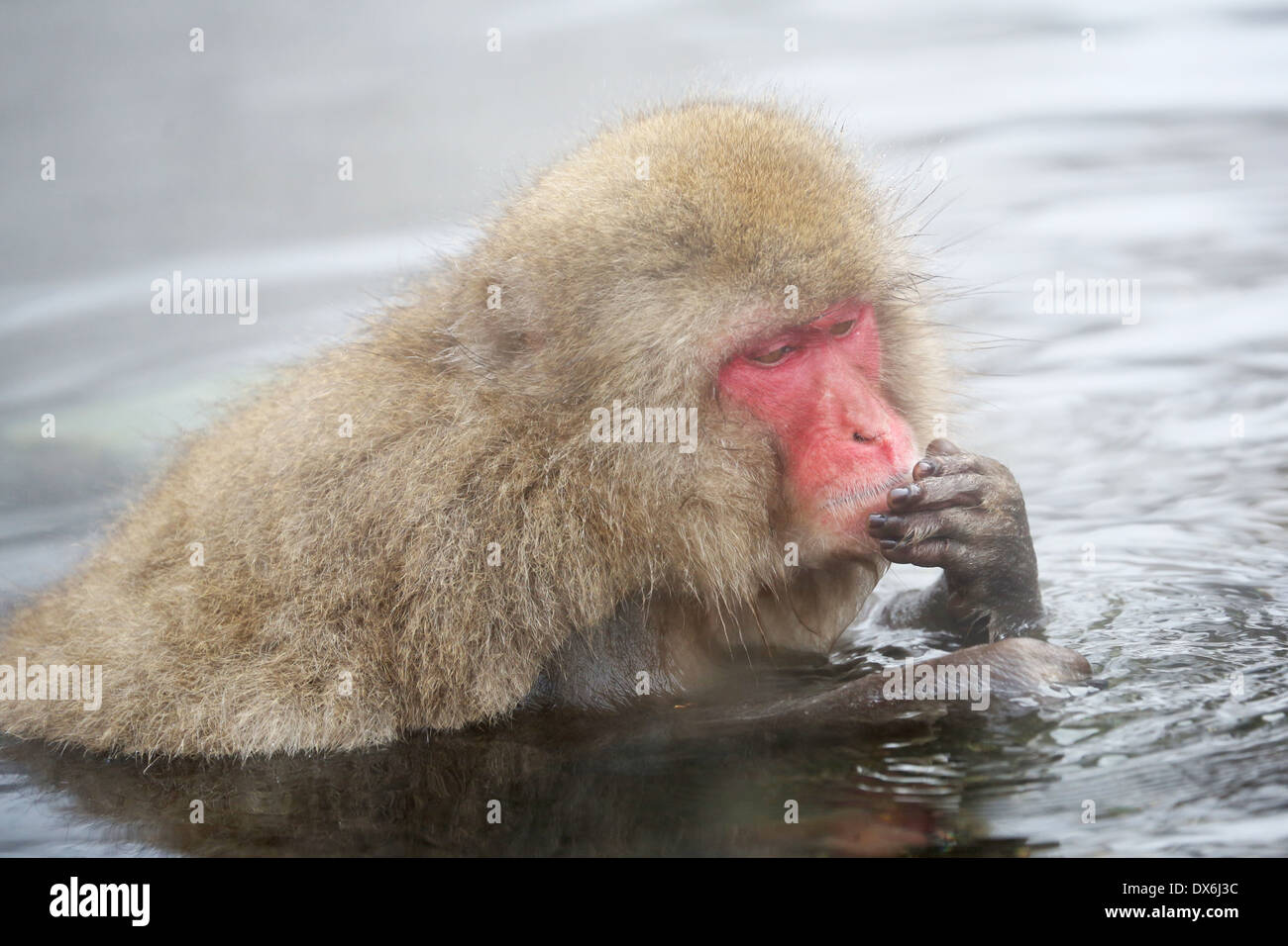 Macaque giapponese (Macaca fuscata), neve scimmie presso le sorgenti termali naturali nel Jigokudani Monkey Park (Valle dell'Inferno) vicino a Nagano, Foto Stock