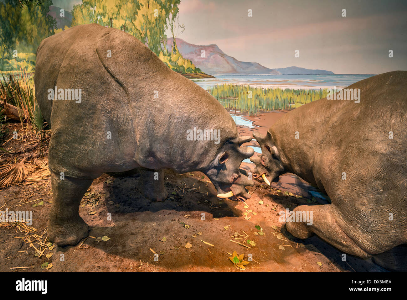 Uintatherium, Eocene epoch, replica a Eocene Gallery, Utah Field House di storia naturale del Parco Statale Museum, primaverile, Utah, Stati Uniti d'America Foto Stock