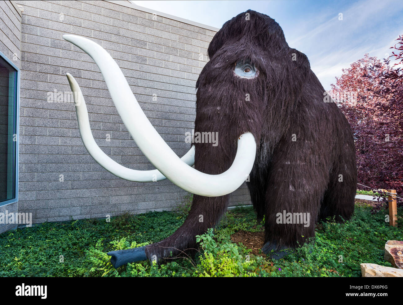 Mammut lanosi, periodo quaternario, giardino di dinosauri a Utah Field House di storia naturale del Parco Statale Museum, primaverile, Utah, Stati Uniti d'America Foto Stock