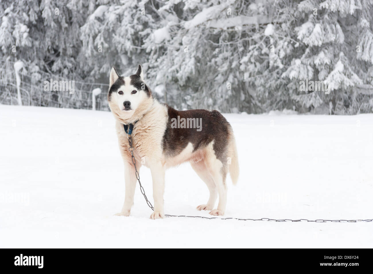 White alaskan malamute cane scuro con macchie marroni incatenati e supporto su tutti i tipi di terreni innevati in inverno Foto Stock