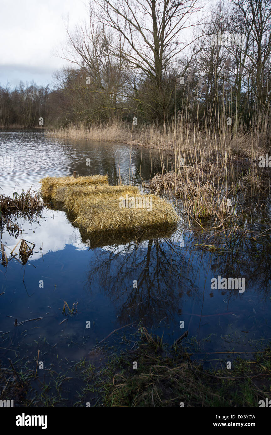 Orzo le balle di paglia è usata come un deterrente alle alghe blu-verde o 'pond scum' a Belhus boschi, Country Park, Essex, Regno Unito. Foto Stock