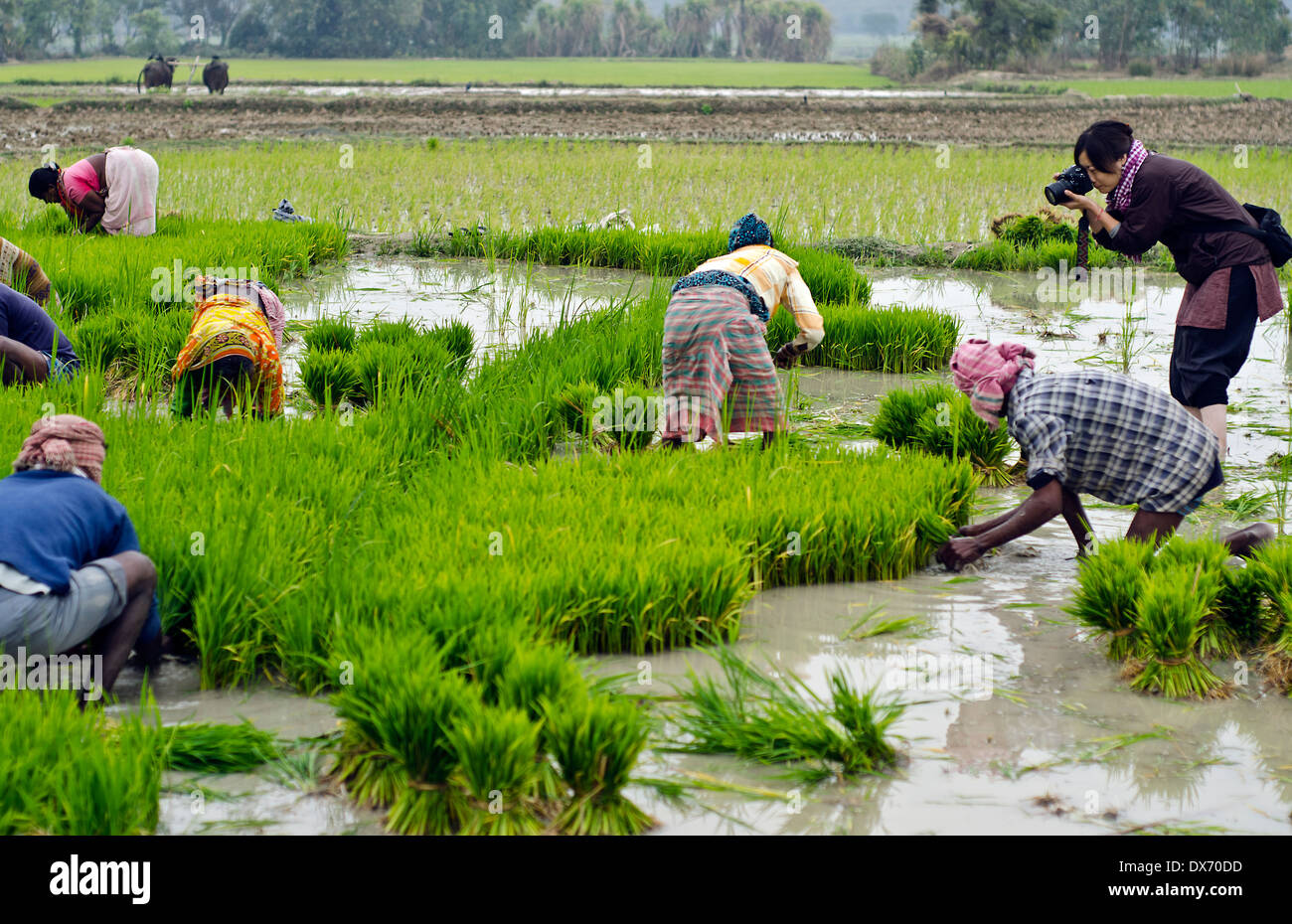 Fotografo a lavoro ,riso piantagione,Kamar para,Bardhman dist. Il Bengala Occidentale,l'India Foto Stock