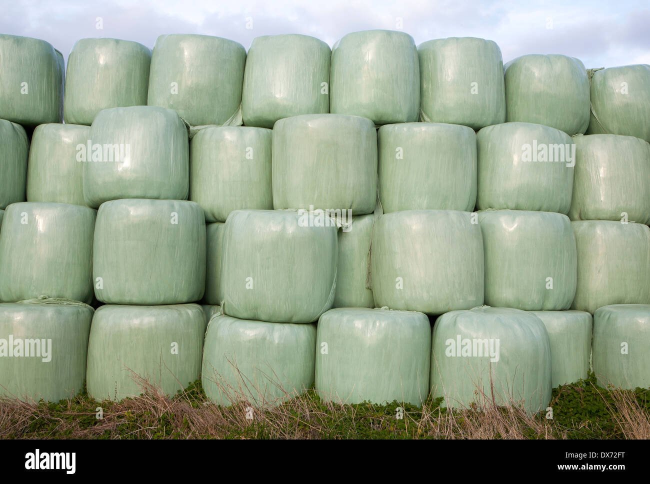 Verde di contenitori in plastica utilizzati per memorizzare l'erba per il foraggio invernale per i cavalli, Sutton, Suffolk, Inghilterra Foto Stock