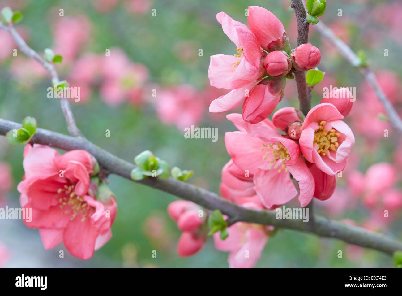 Fiori di Primavera sui ramoscelli, rosa sbocciano i fiori e boccioli Foto Stock