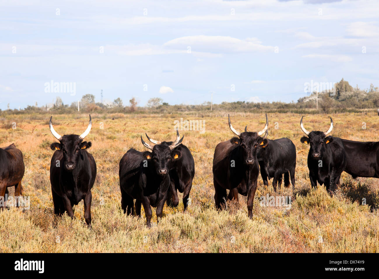 Giovani tori nero con lunghe corna in piedi su un pascolo e cercare Foto Stock