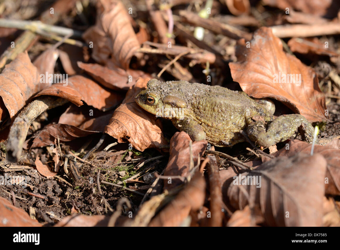Anura rospo immagini e fotografie stock ad alta risoluzione - Alamy
