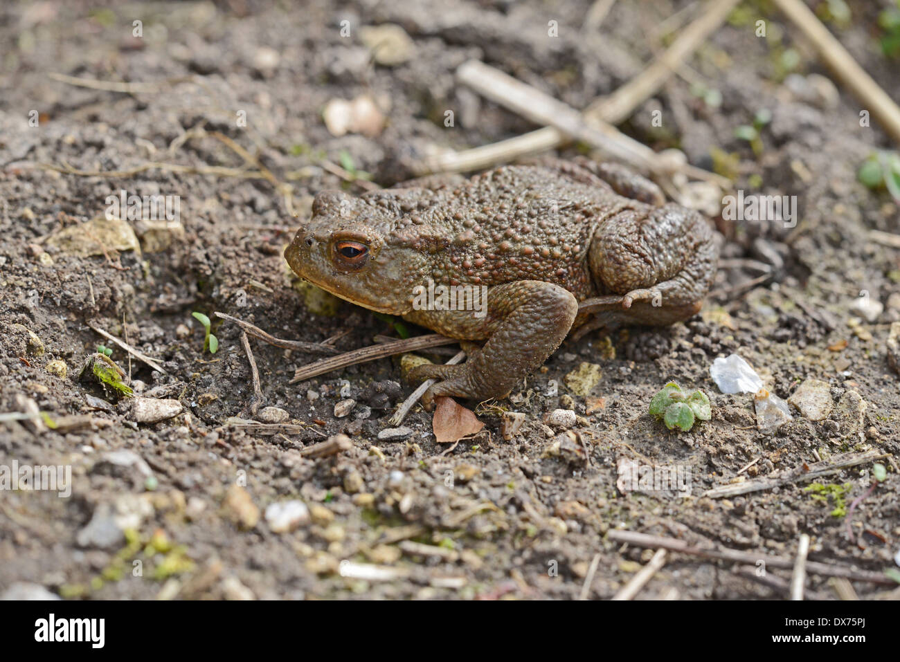 Anura rospo immagini e fotografie stock ad alta risoluzione - Alamy