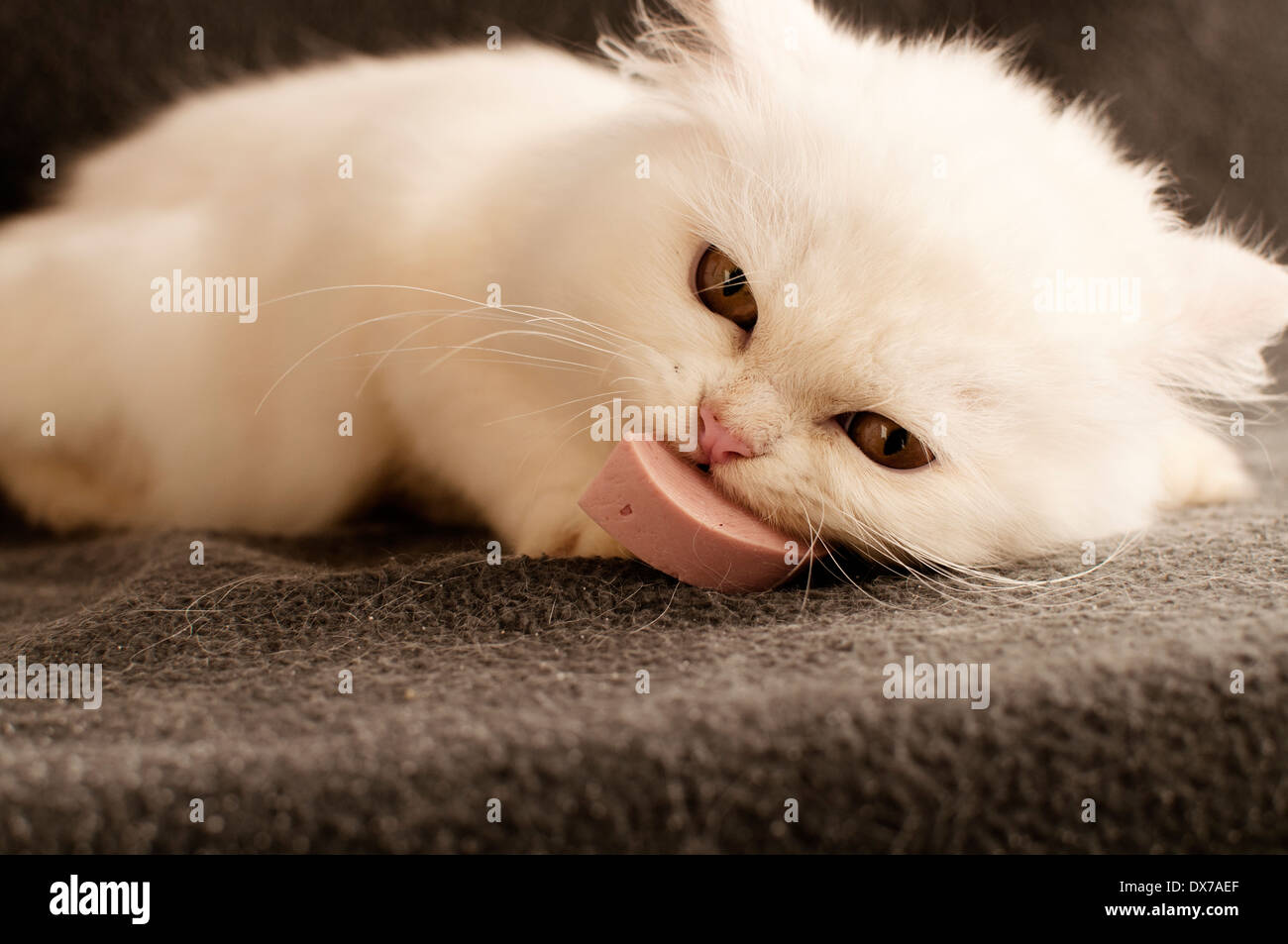 Adorabile Kitty bianca Foto Stock