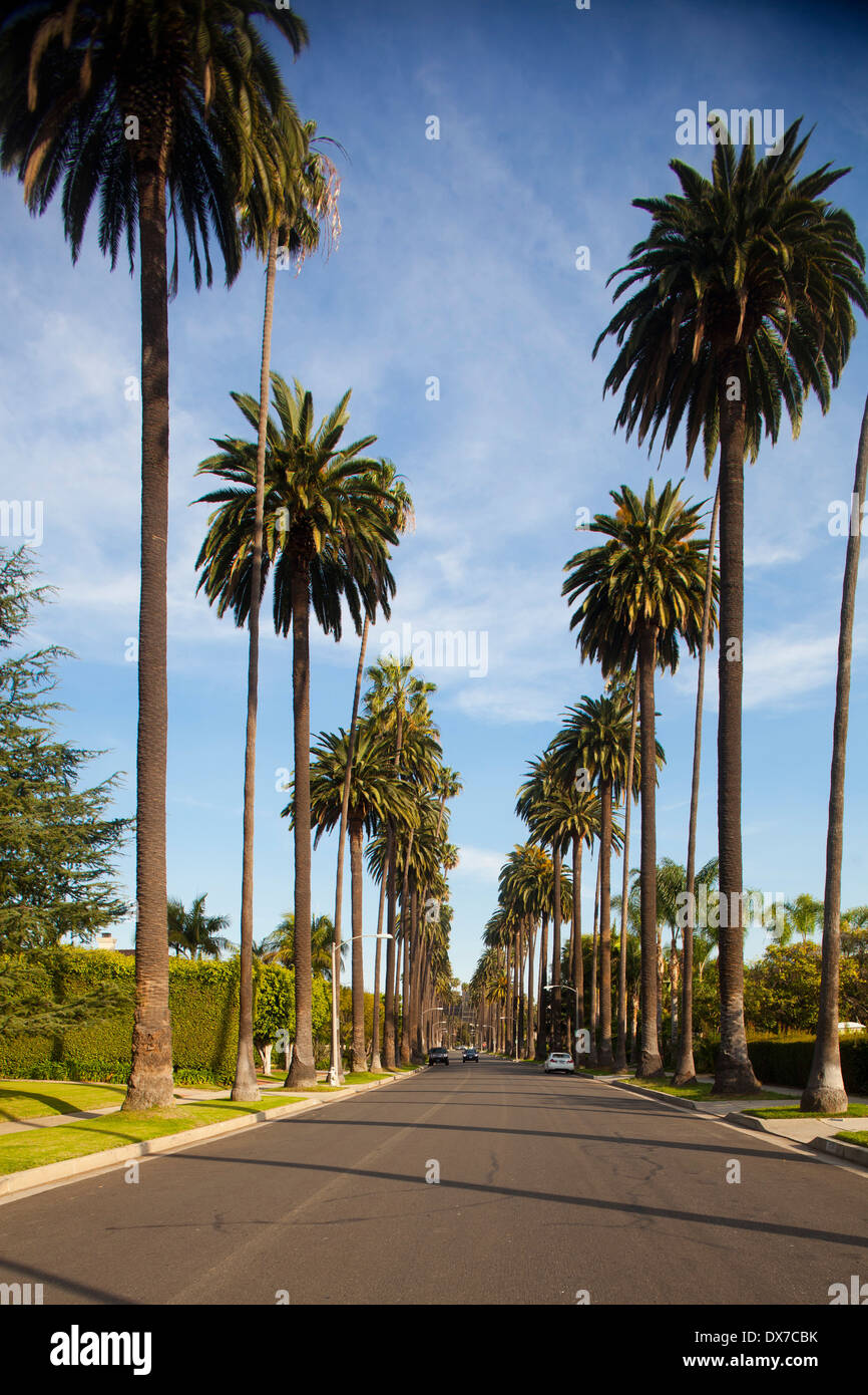 Palmo rivestito di strade, Beverly Hills, Los Angeles, California, Stati Uniti d'America Foto Stock