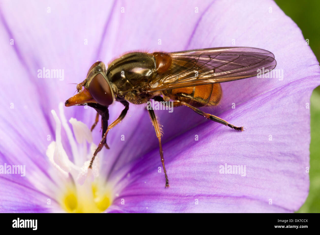 Lunga snouted UK hoverfly, Rhingia campestris, si nutrono di polline su un fiore di Convolvulus sabatius Foto Stock