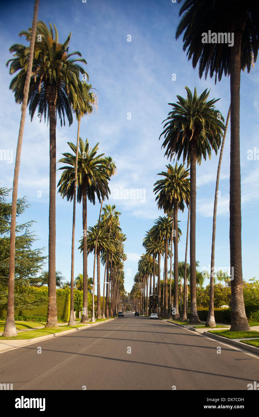 Palmo rivestito di strade, Beverly Hills, Los Angeles, California, Stati Uniti d'America Foto Stock