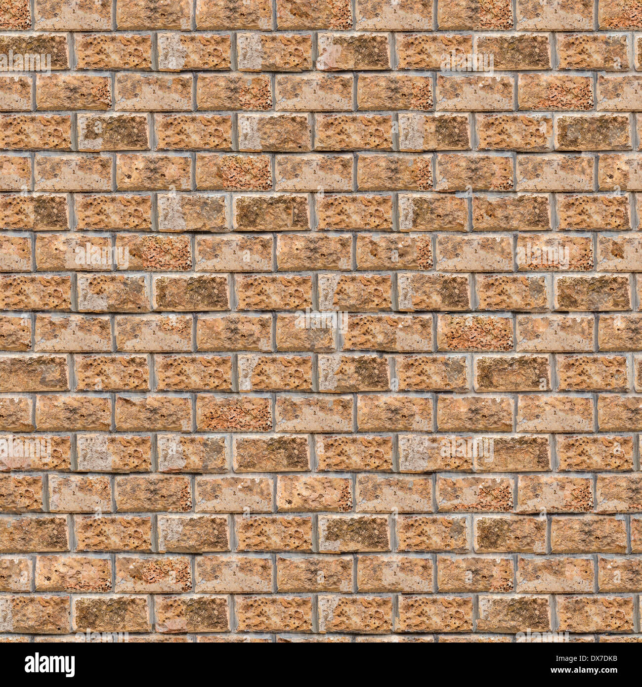 Parete Coquina. Piastrellabile senza giunture Texture. Foto Stock