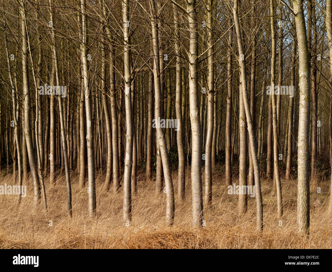 Molti paralleli ondulata tronchi di alberi in primo piano di piantagione a secco con erba spazzate dal vento al di sotto e il suggerimento del cielo sopra Foto Stock