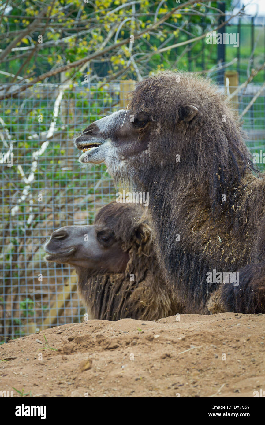 Funny cammello allo zoo all'aperto Foto Stock