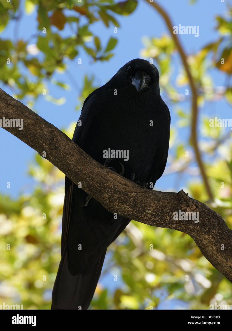 American corvo nero appollaiato su un ramo di albero, guardando verso il basso. Foto Stock