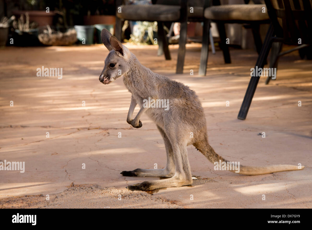 Adottato il piccolo joey nella nuova casa Foto Stock