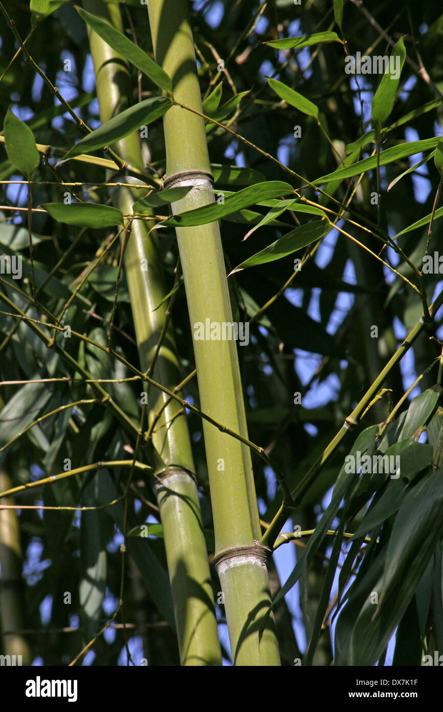 Close up di bambù rami di alberi Foto Stock