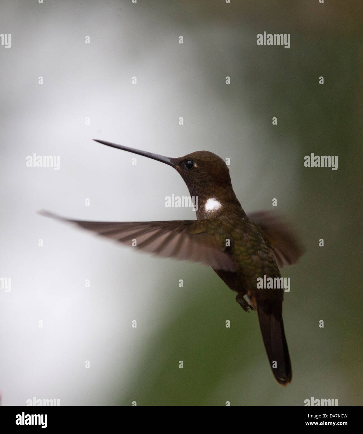 Marrone hummingbird Inca, (Coeligena wilsoni), in bilico volo Ande occidentali, Colombia. Foto Stock