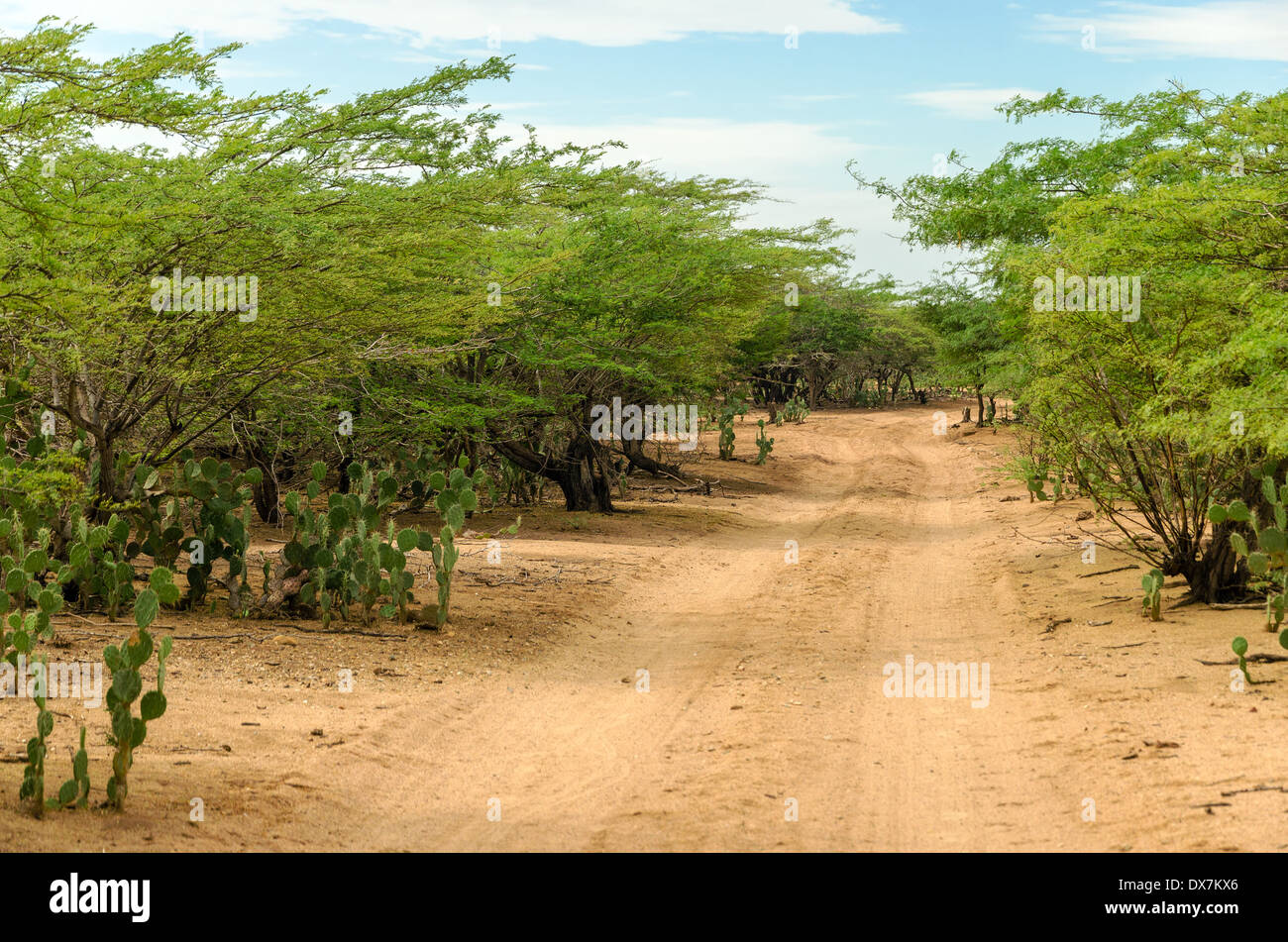 Strada sterrata che passa attraverso e arida regione di La Guajira, Colombia Foto Stock
