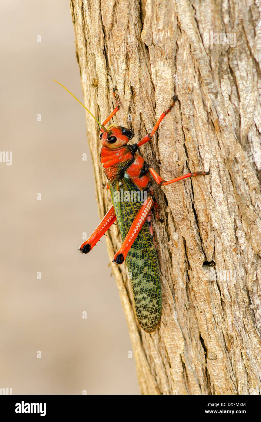 Grandi di colore rosso e verde grasshopper closeup in La Guajira, Colombia Foto Stock