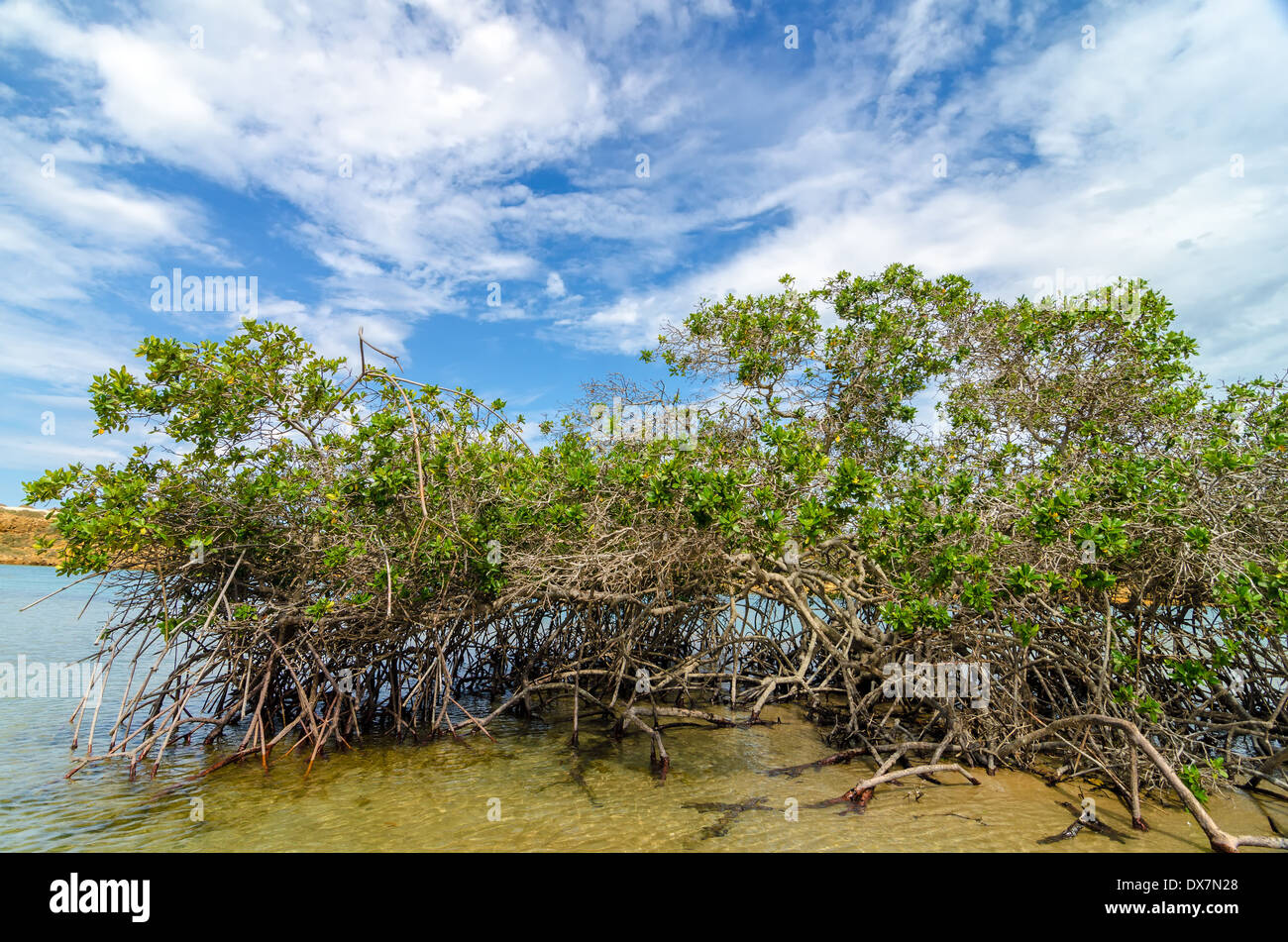 Alberi di mangrovia e le radici in La Guajira, Colombia Foto Stock
