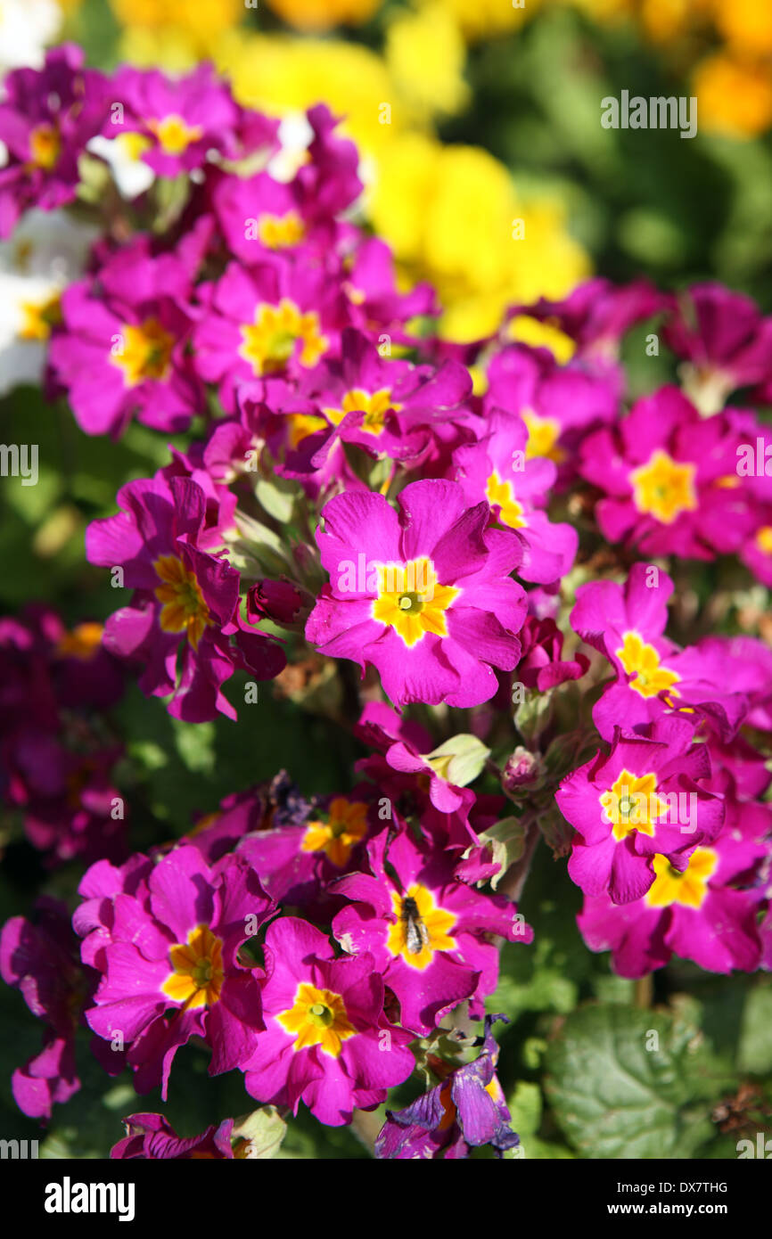 Primula nel sole primaverile Foto Stock