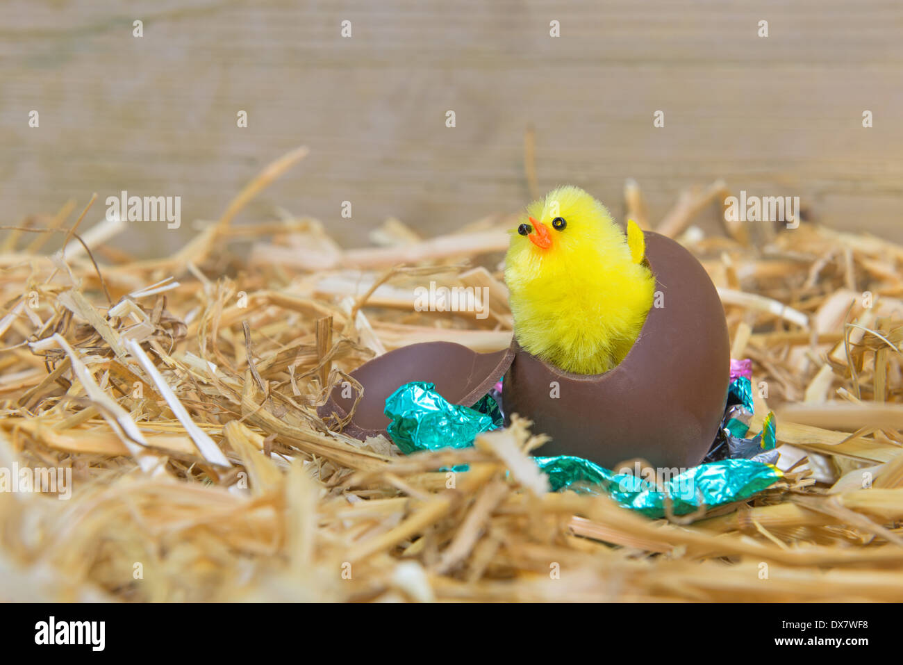 Un soffice giallo pulcino di Pasqua la rottura di un uovo di cioccolato in un granaio. Foto Stock