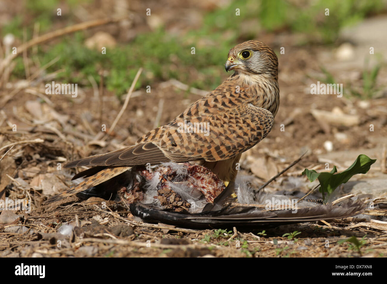 Comune di gheppio (Falco tinnunculus) con un oggetto di atti di caccia raven Foto Stock