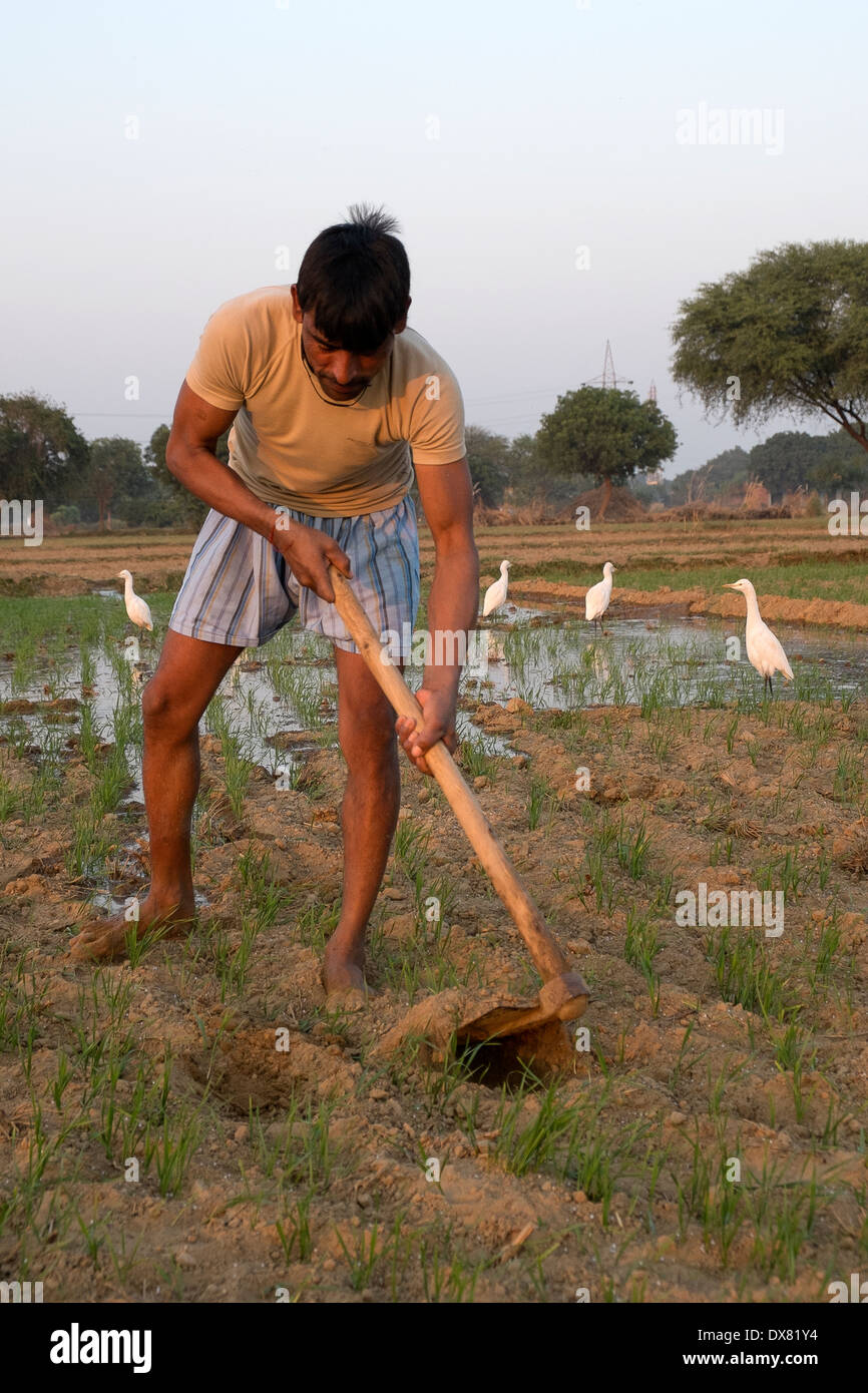 India, Uttar Pradesh, Agra, uomo tendente al campo Foto Stock