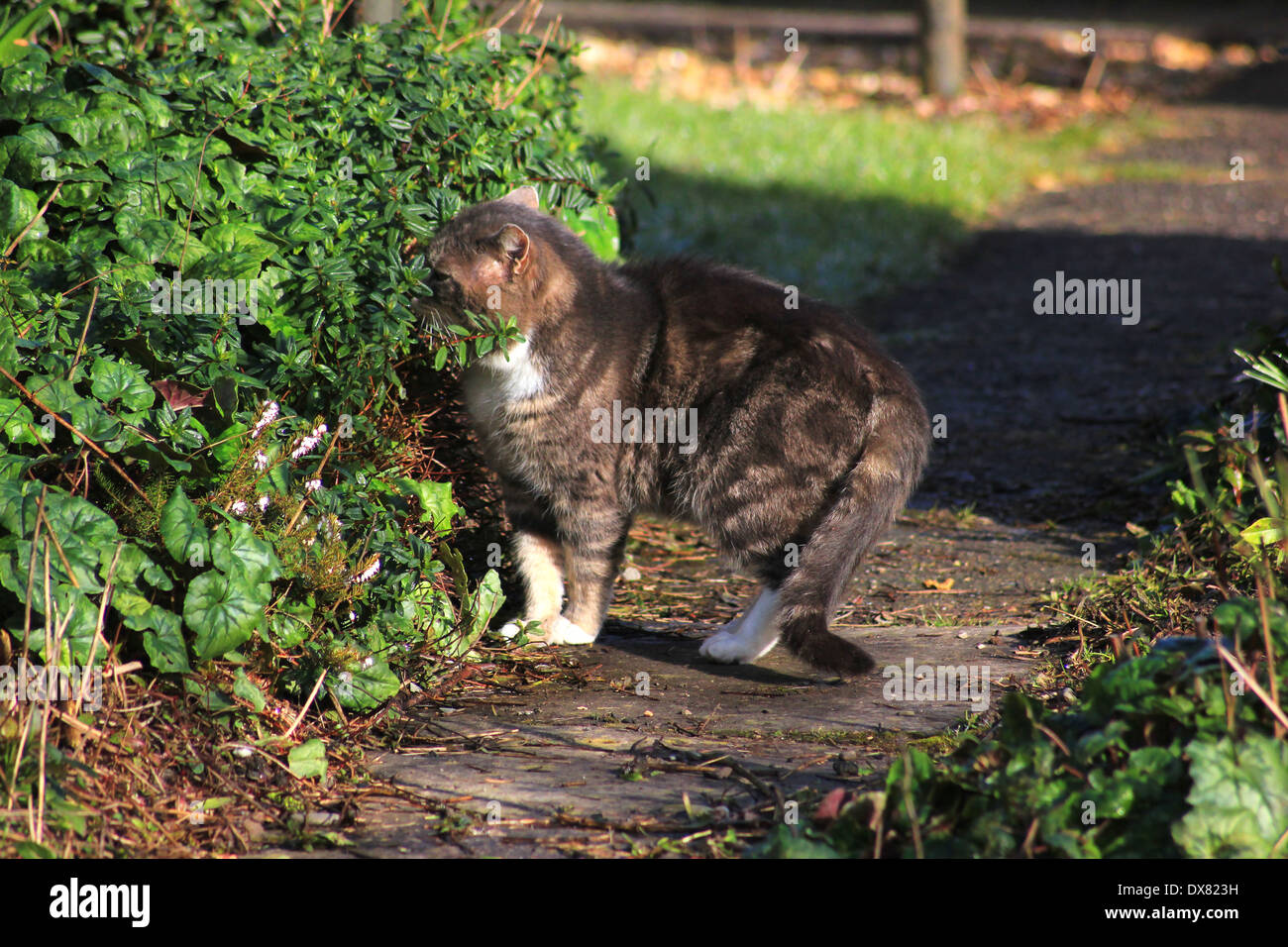 Tabby cat sniffing bush nel giardino Foto Stock