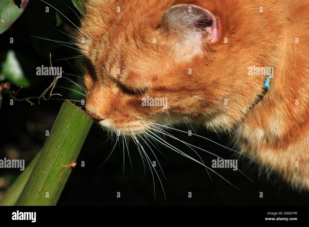 Lo zenzero cat maleodoranti peduncolo vegetale Foto Stock
