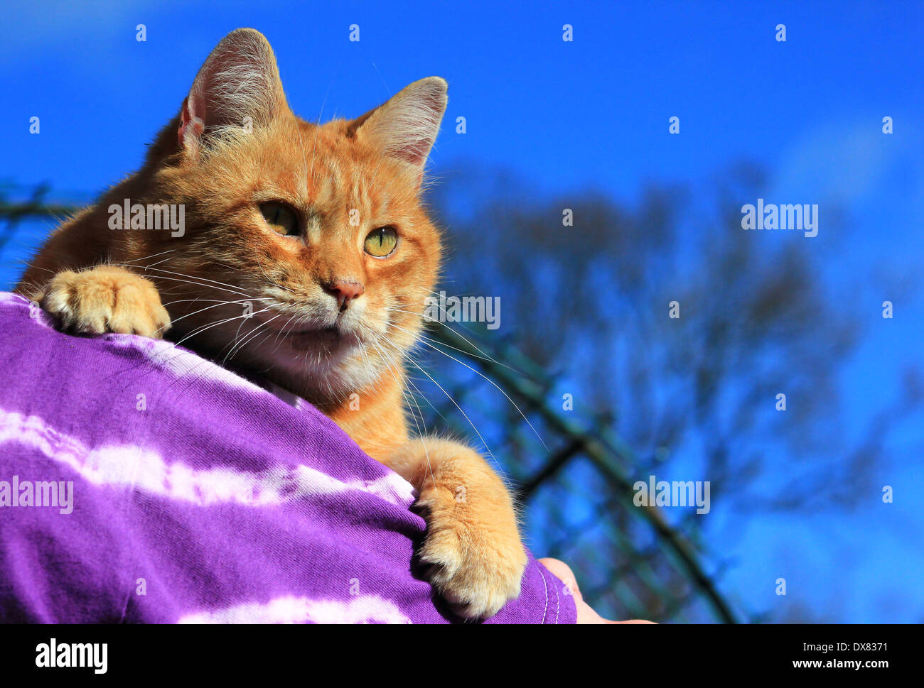 Lo zenzero cat sullo spallamento tie-dye shirt Foto Stock