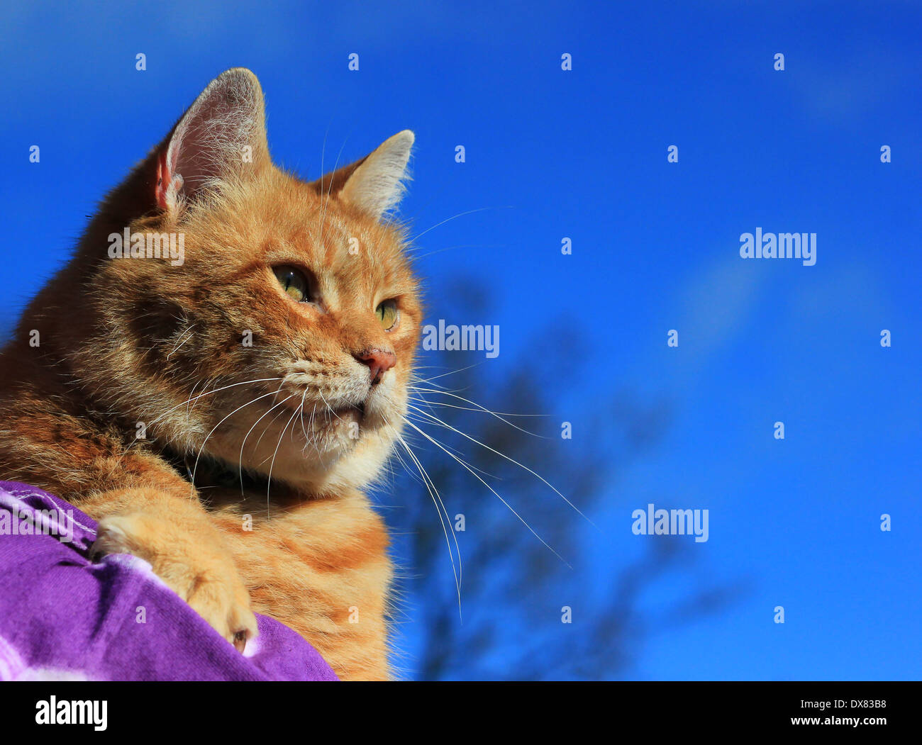 Lo zenzero cat sullo spallamento tie-dye shirt Foto Stock