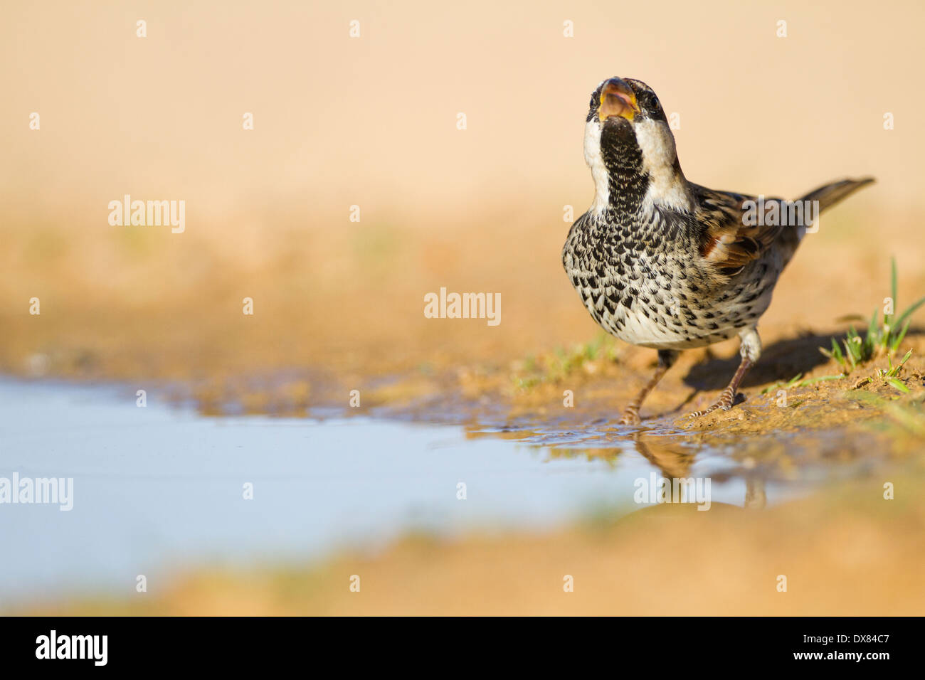 Passera sarda (Passer hispaniolensis) nelle vicinanze di una pozza d'acqua nel deserto, Foto Stock