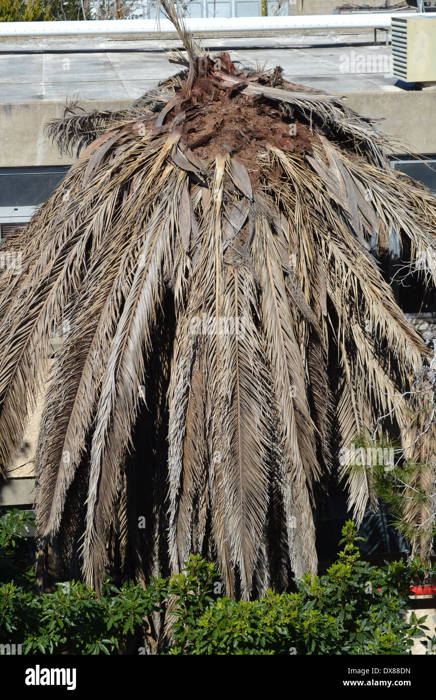 Un albero di palme che è stato danneggiato dal rosso curculione palm (Rhynchophorus ferrugineus) una specie di muso beetle Foto Stock