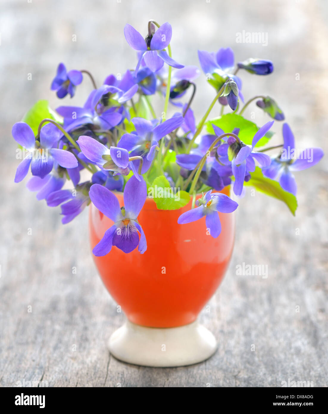 Viole fiori (Viola odorata) su uno sfondo di legno Foto Stock