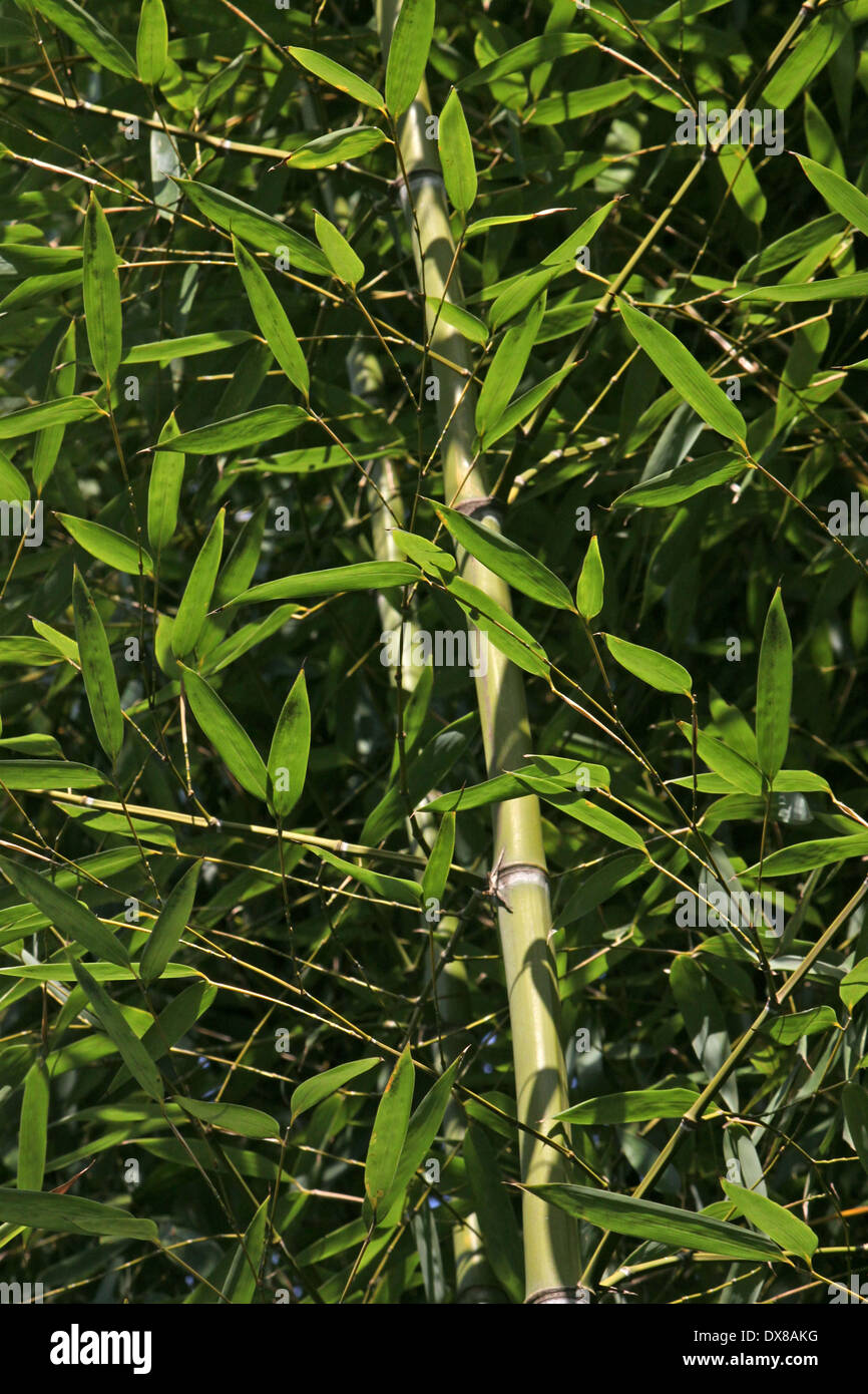 Close up di bambù rami di alberi Foto Stock