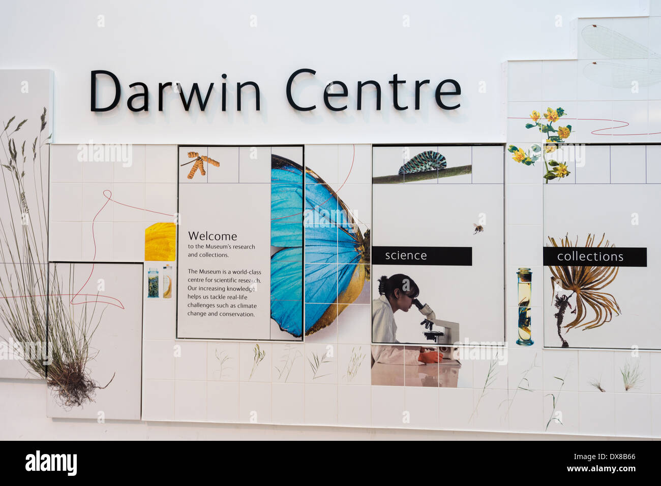 Il centro di Darwin per attività di ricerca presso il Museo di Storia Naturale di South Kensington, Londra, un famoso museo che espone un Foto Stock