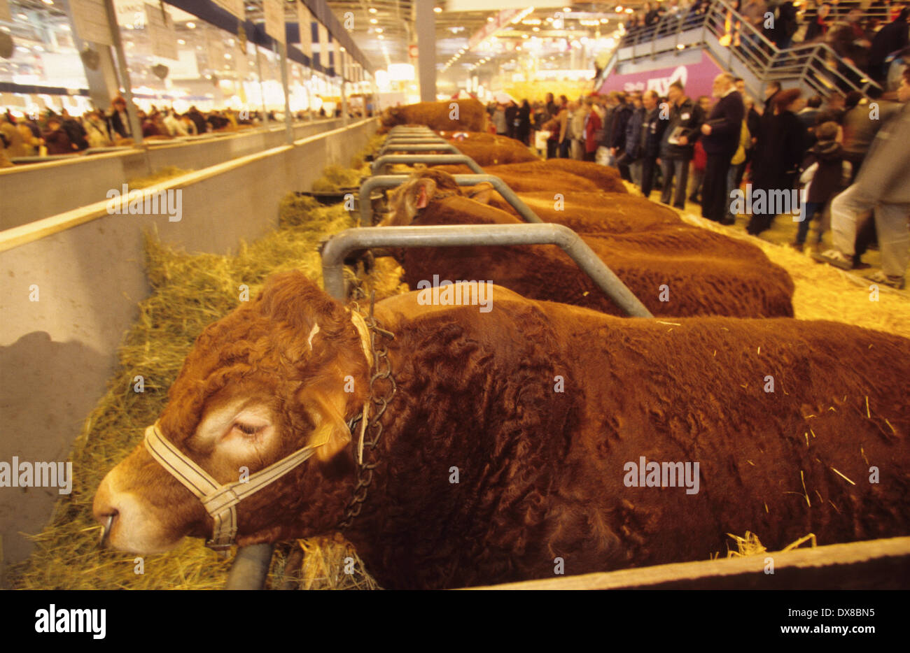 Mostra dell'Agricoltura, Francia, Parigi. Il pedigree di mucche in mostra nella mostra agricola. Foto Stock