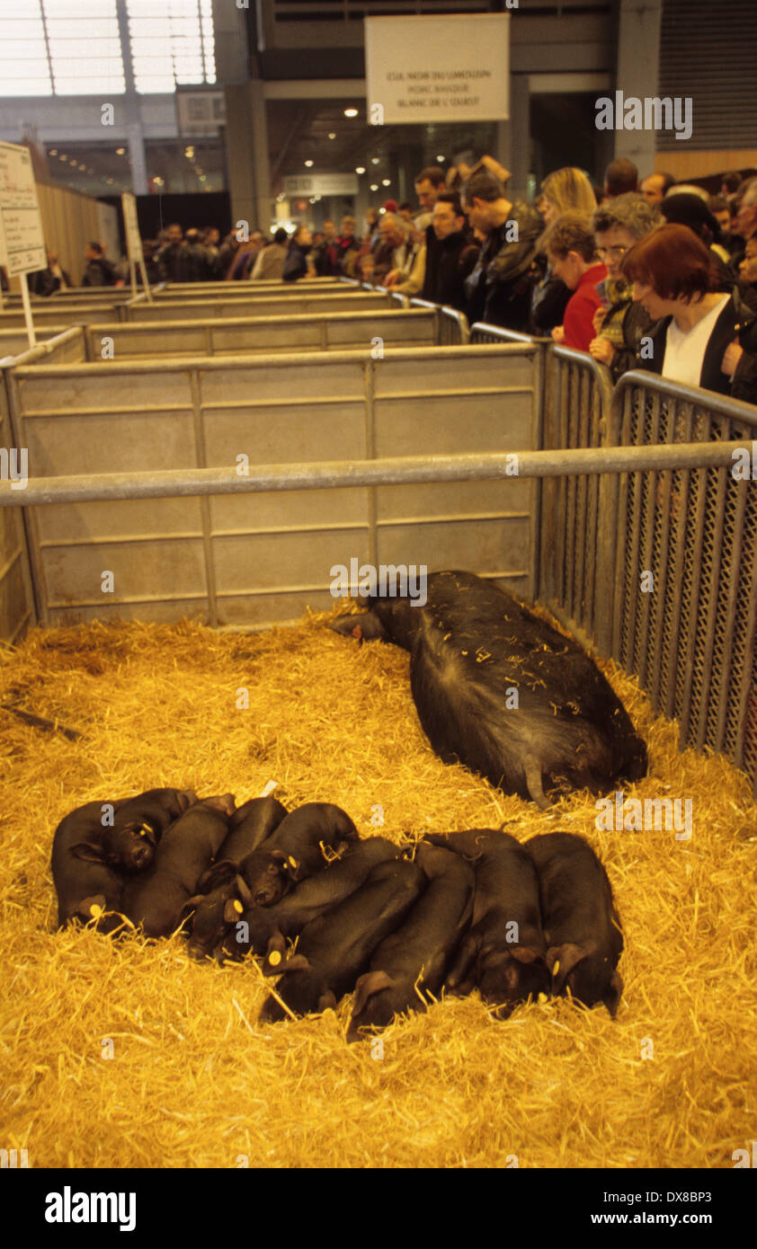 Mostra dell'Agricoltura, Francia, Parigi. I suini presenti in mostra nella mostra agricola. Foto Stock