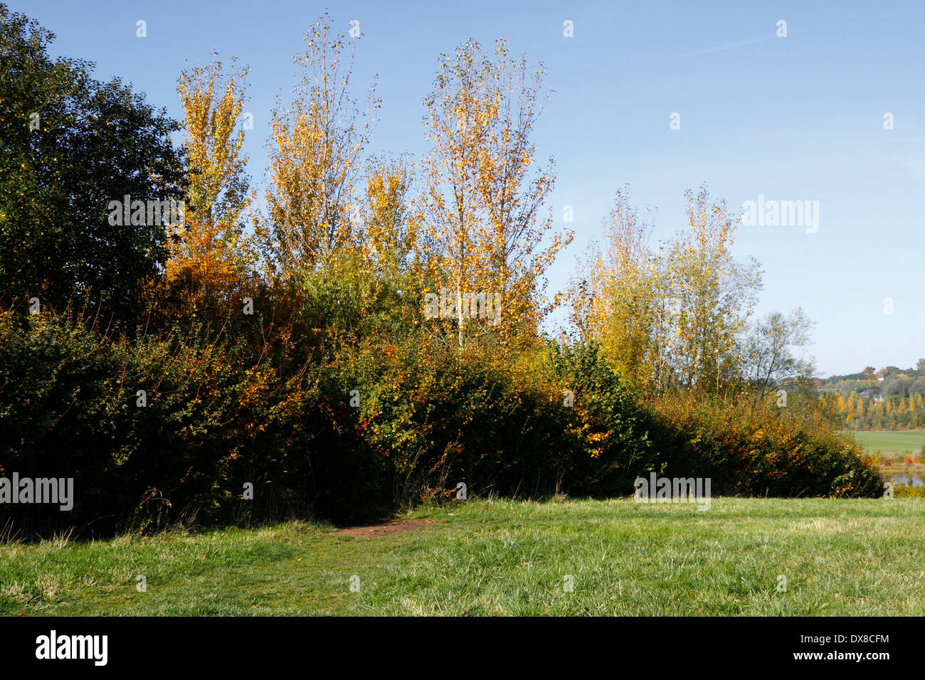 Autunno siepe nella campagna inglese. Foto Stock