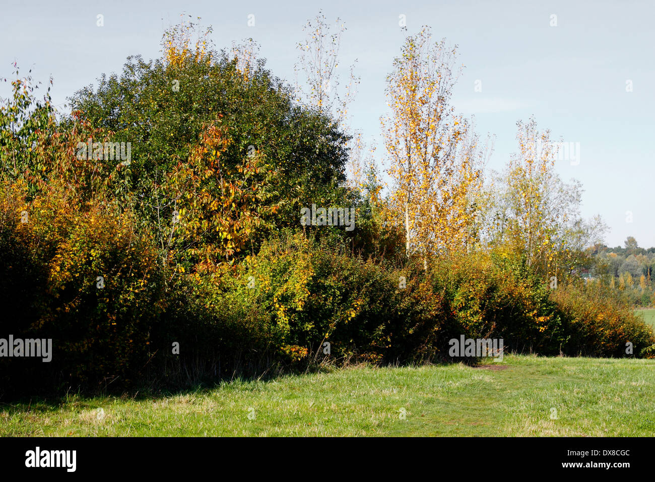 Autunno siepe nella campagna inglese. Foto Stock