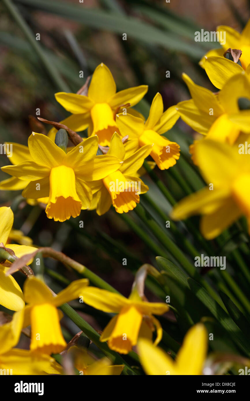 NARCISSUS tete-a-tete. DWARF DAFFODIL. Foto Stock