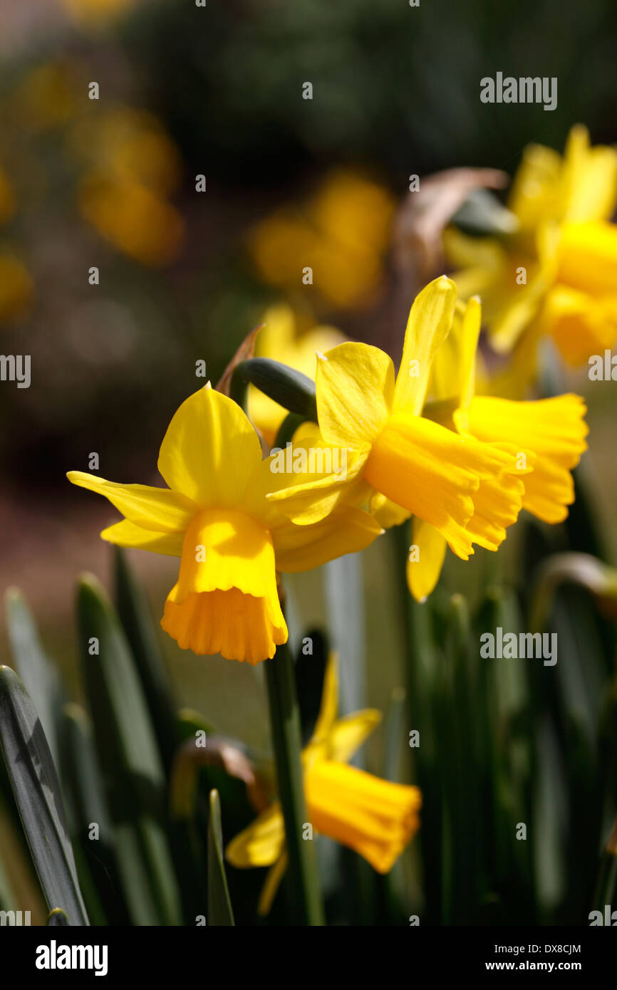 NARCISSUS tete-a-tete. DWARF DAFFODIL. Foto Stock